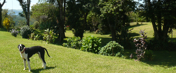 Lot 2 ha broad building sites embellish by intervening trees.